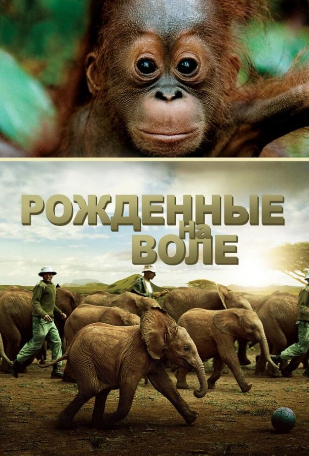 Рожденные на воле (2011)